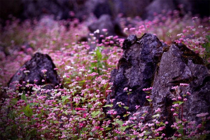 Tam giác mạch - Điểm "săn" hoa đẹp tại Hà Giang